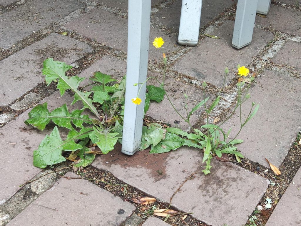 Idyllischer Biergarten - Sitzen im Grünen, inmitten der Natur!